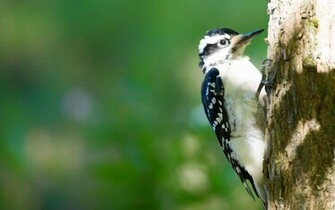 Woodpecker Wallpaper