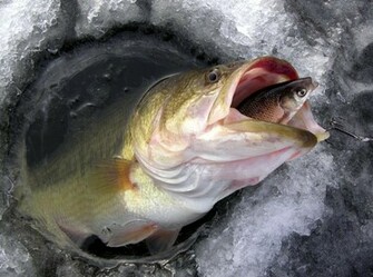 Bass Fishing Wallpaper Background