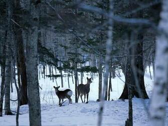 Wallpaper Snow