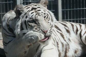 S Royal Bengal Tiger Pictures White