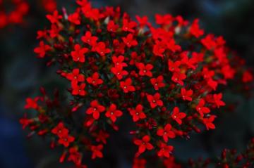 Red Flower Pictures Image