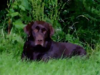 Chocolate Lab Photos Desktop Background Wallpaper