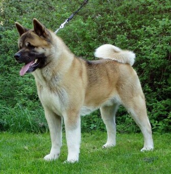 Akita Inu Photo And Wallpaper Beautiful Fawn Colors M5x Eu