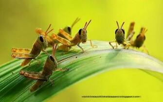 Beautiful Wallpaper Grasshoppers