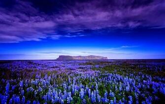 Wallpaper Lupin Field