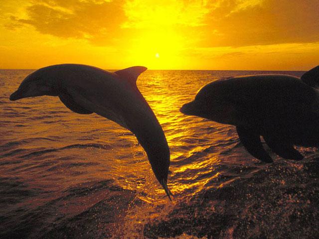 Oceanic Dolphin Screensaver An Excellent