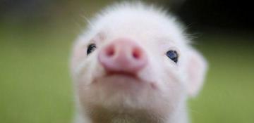 Cute Pig Wallpaper Baby Background