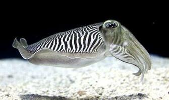 Cuttlefish Wallpaper