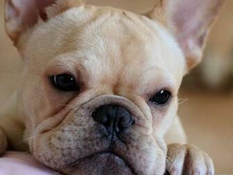 French Bulldog Puppies Wallpaper Pics Pets Cute And Docile
