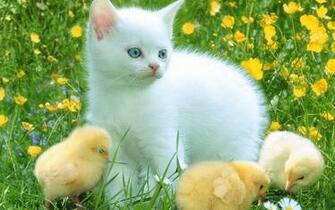 Best Wallpaper The Secret Life Of Animals Noname
