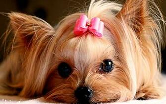 Cute Puppies Wallpaper