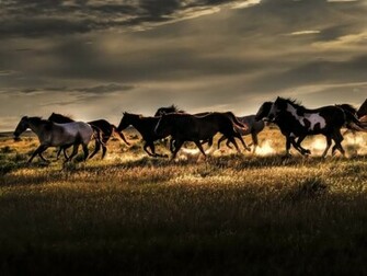 Wild Horses Wallpaper