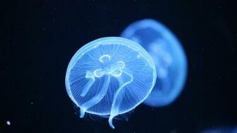 Jellyfish Wallpaper Net