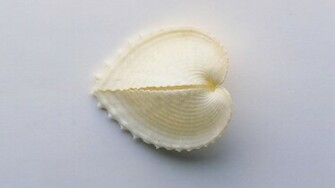 The Wallpaper Shell In Heart Shaped Design A Broken