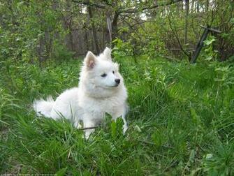The Pomeranian Dog Desktop Wallpaper Pictures For Pc Mac