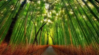 Bamboo Forest HD Desktop Wallpaper For Your Tablet And