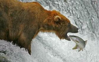 Bear Fishing Salmon Wallpaper And Image Pictures