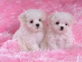 Cute White Puppies Wallpaper