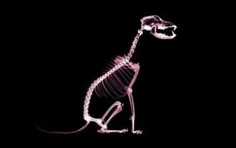 Skeleton Dog Wallpaper And Image Pictures