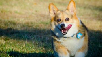 Corgi Wallpaper HD Net