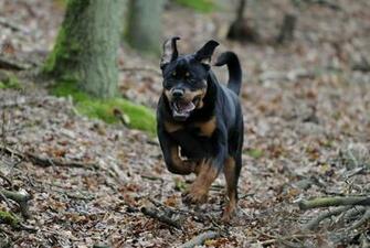 Rottweiler Wallpaper