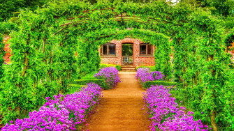 Flowers Nature Wallpaper