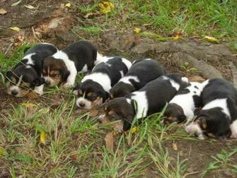 Beagle Puppies Desktop Pc And Mac Wallpaper