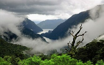 Animal World New Zealand Wallpaper