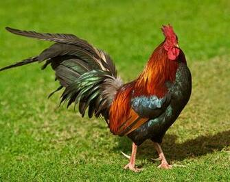 Of Roosters Crowing And Chickens Image Eggs Wallpaper