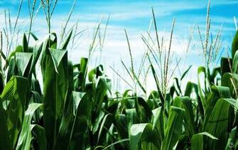 Corn Field Wallpaper By Cavalars
