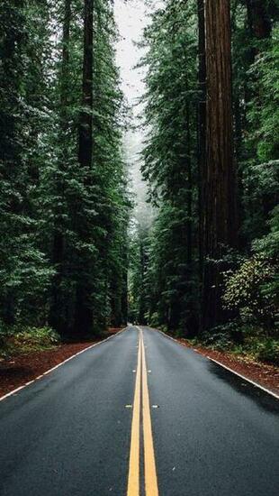 Green Forest Road Tall Trees iPhone Wallpaper