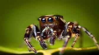 Cute Spider Wallpaper