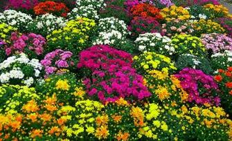 Beautiful Fall Flowers Hot Girls Wallpaper
