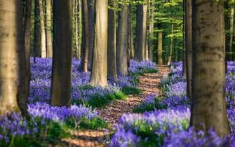 Wallpaper Spring