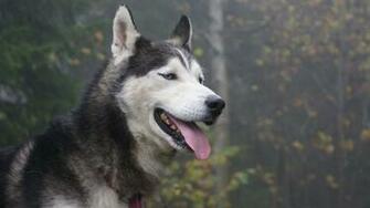 Wallpaper Husky Dog Eyes Face Mac Imac HD