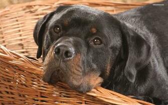 Pics Photos Rottweiler Wallpaper
