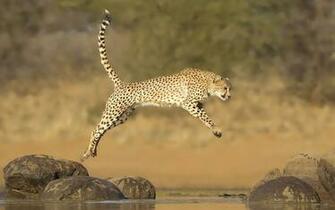 All About Animal Wildlife Cheetah Cool HD Wallpaper