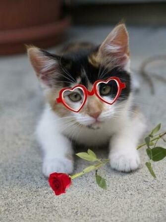 Kitten Valentines Day Picture