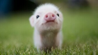 Teacup Pig Wallpaper