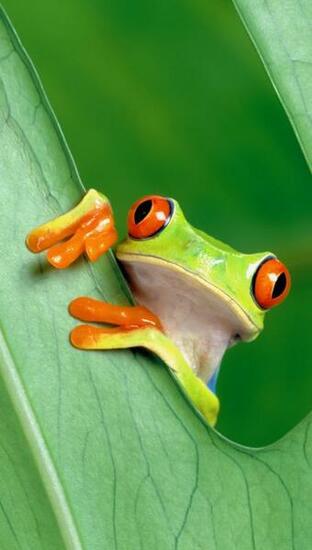Funny Frog Htc One Wallpaper Best