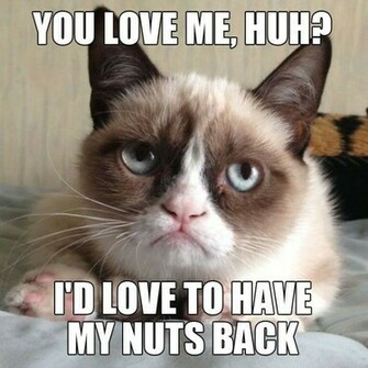 Image For Grumpy Cat Funny