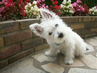 N S Os Cachorros No Jap O Ra As De Cachorro West Highland