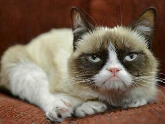 Wallpaper Grumpy Cat Funny HD