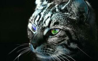 Creepy Cat Wallpaper