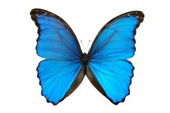 Blue Butterfly Graphics Code Comments Pictures
