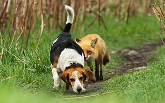 Fox Hunting Wallpaper