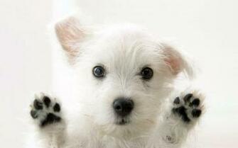 White Dog Wallpaper