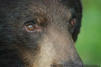 Black Bear Eyes
