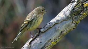 Canary Wild Juvenile Common Bird Tree HD Widescreen Wallpaper