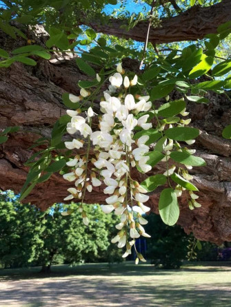 Black Locust Wallpaper
